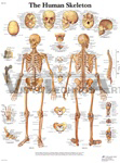 Human Skeleton - Anatomical Chart